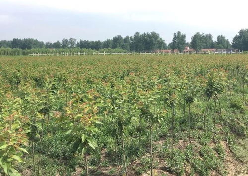 宿迁命名首批24家家庭教育实践基地，农林牧业亮点纷呈