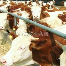 山东牧业集团 西门塔尔牛的核心供应商与农林牧业新标杆
