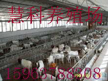 波尔山羊价格探析 种羊与羔羊市场走势全解读