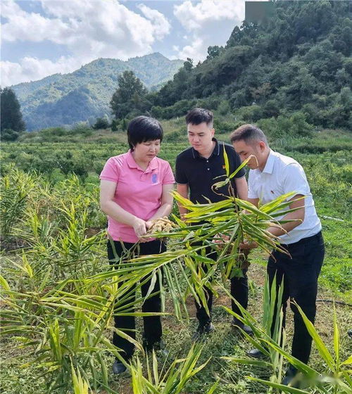 德保县 陆兰碧的“四个注重”让农业成为乡村振兴的强大引擎