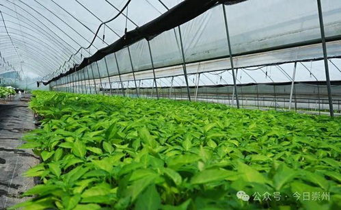量质能并进，崇州打造“天府菜村”农林牧业新标杆