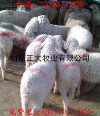 嘉祥县正大牧业 农林牧业的钱眼商机新引擎